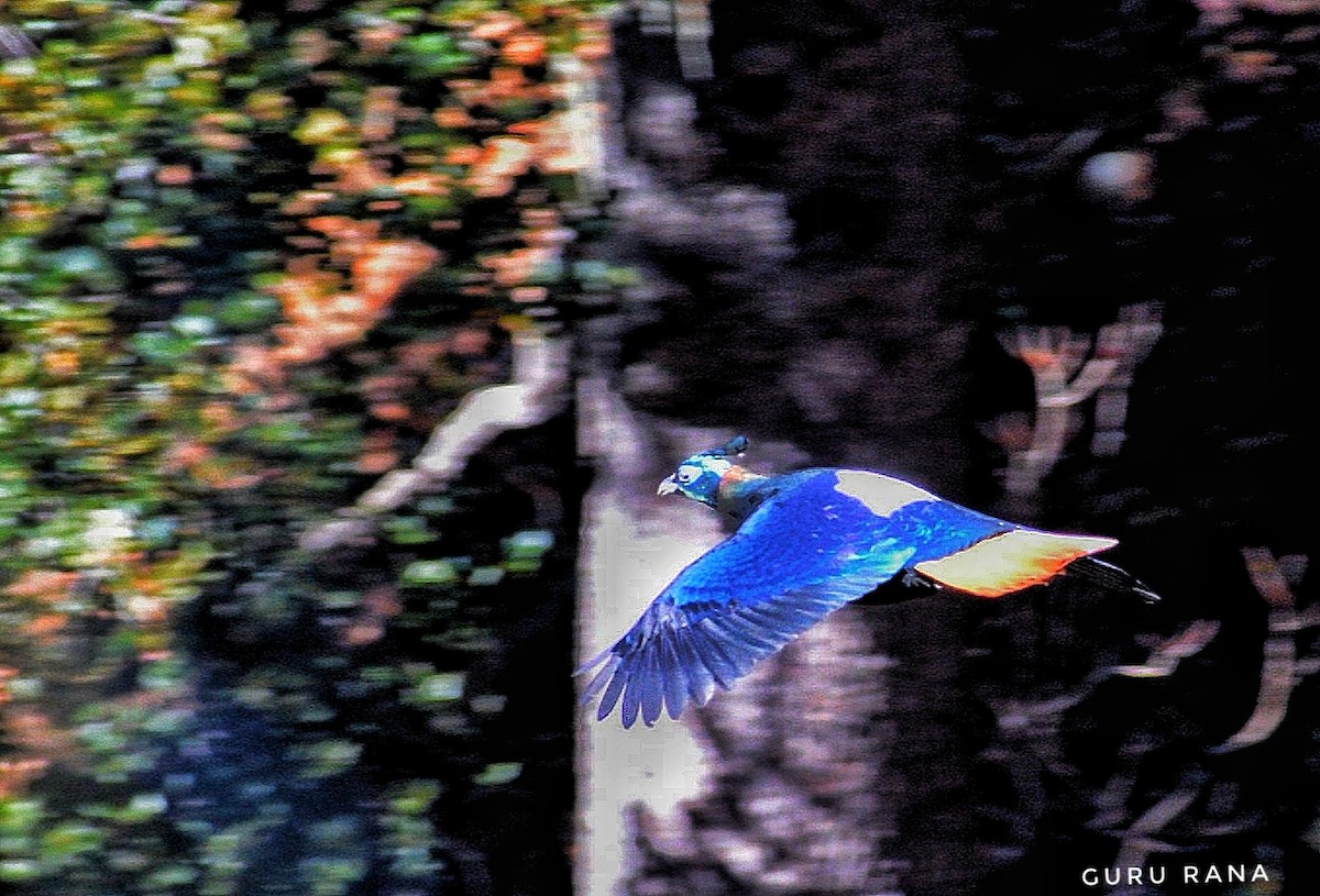 Himalayan Monal - ML392633381