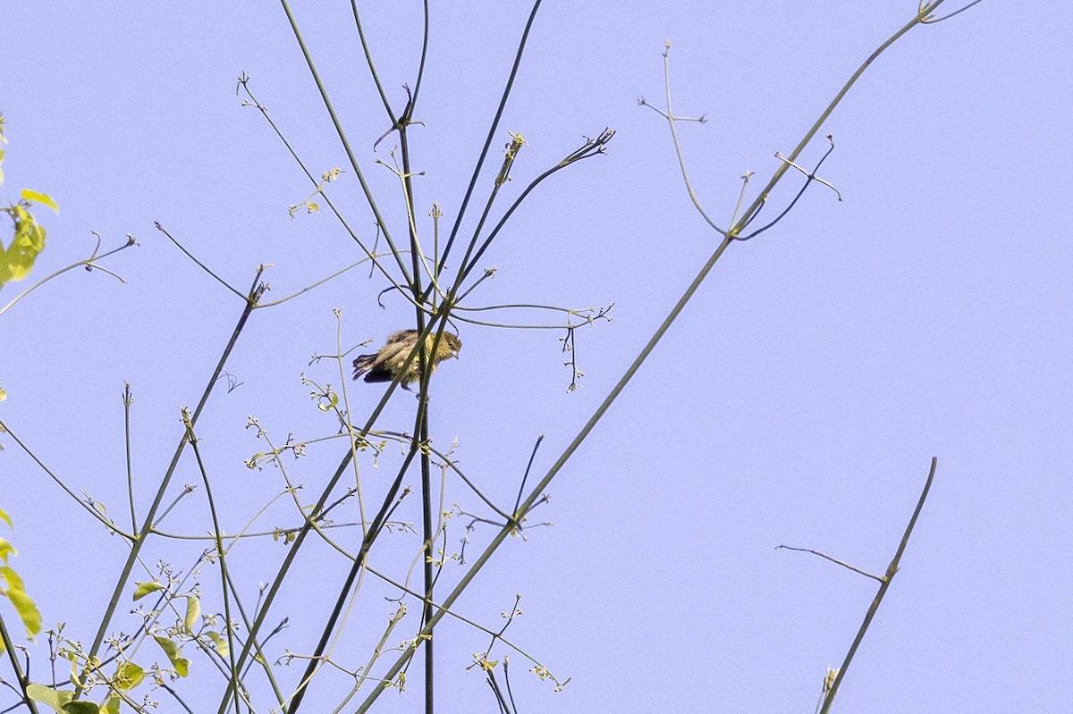 Forest Penduline-Tit - ML392633651