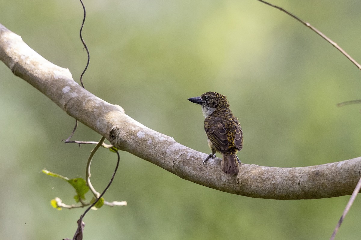 Speckled Tinkerbird - ML392633981