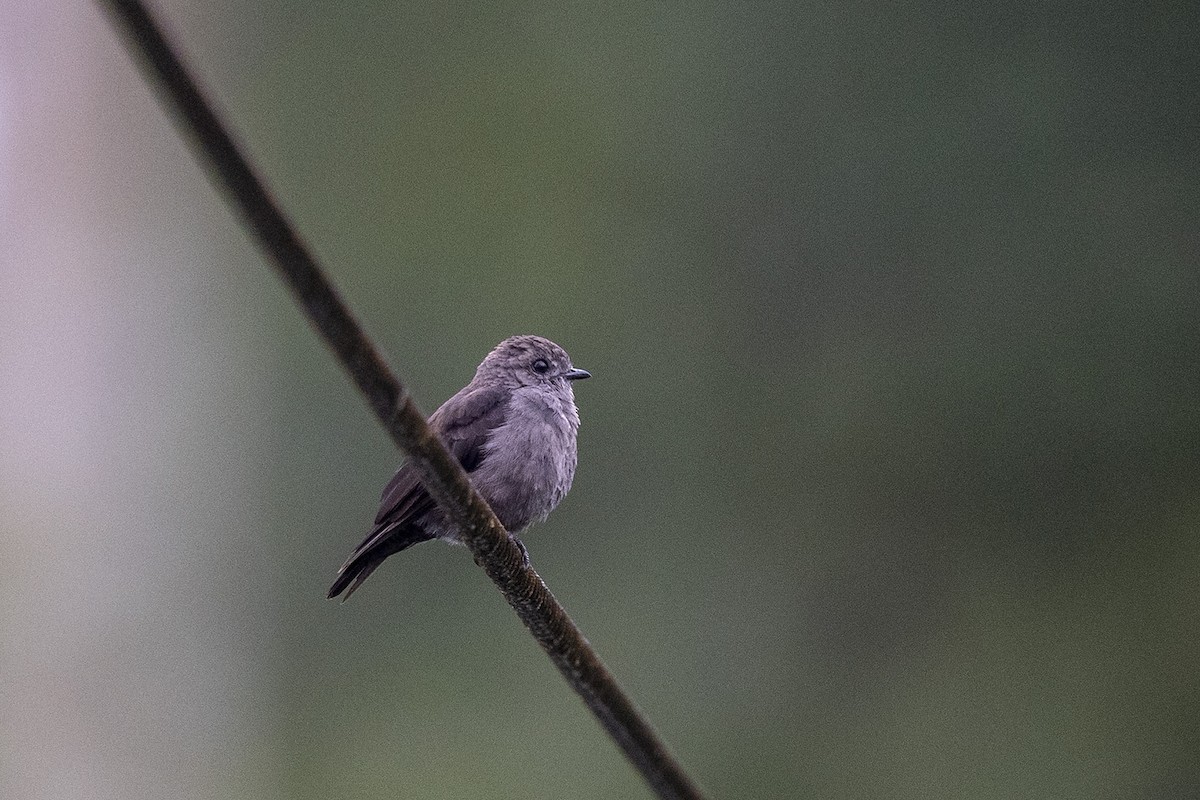 Ussher's Flycatcher - Niall D Perrins