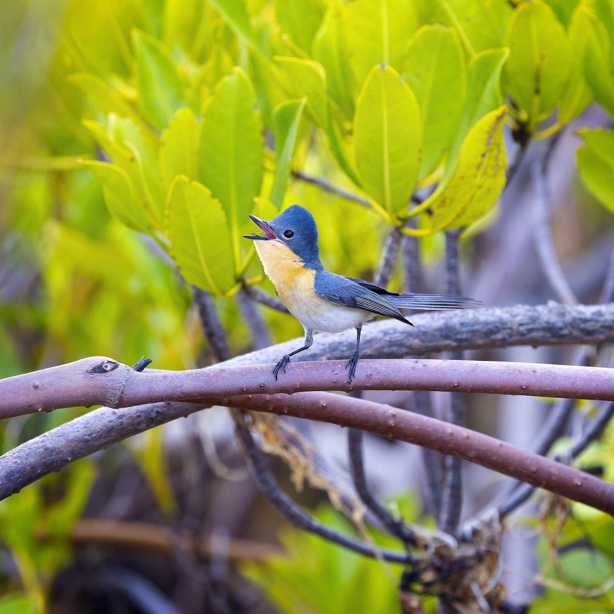 Broad-billed Flycatcher - Alexander Babych