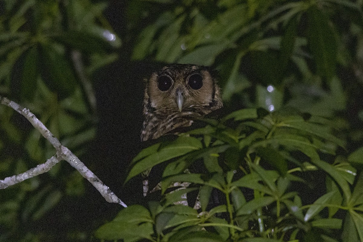 Fraser's Eagle-Owl (Western) - Niall D Perrins