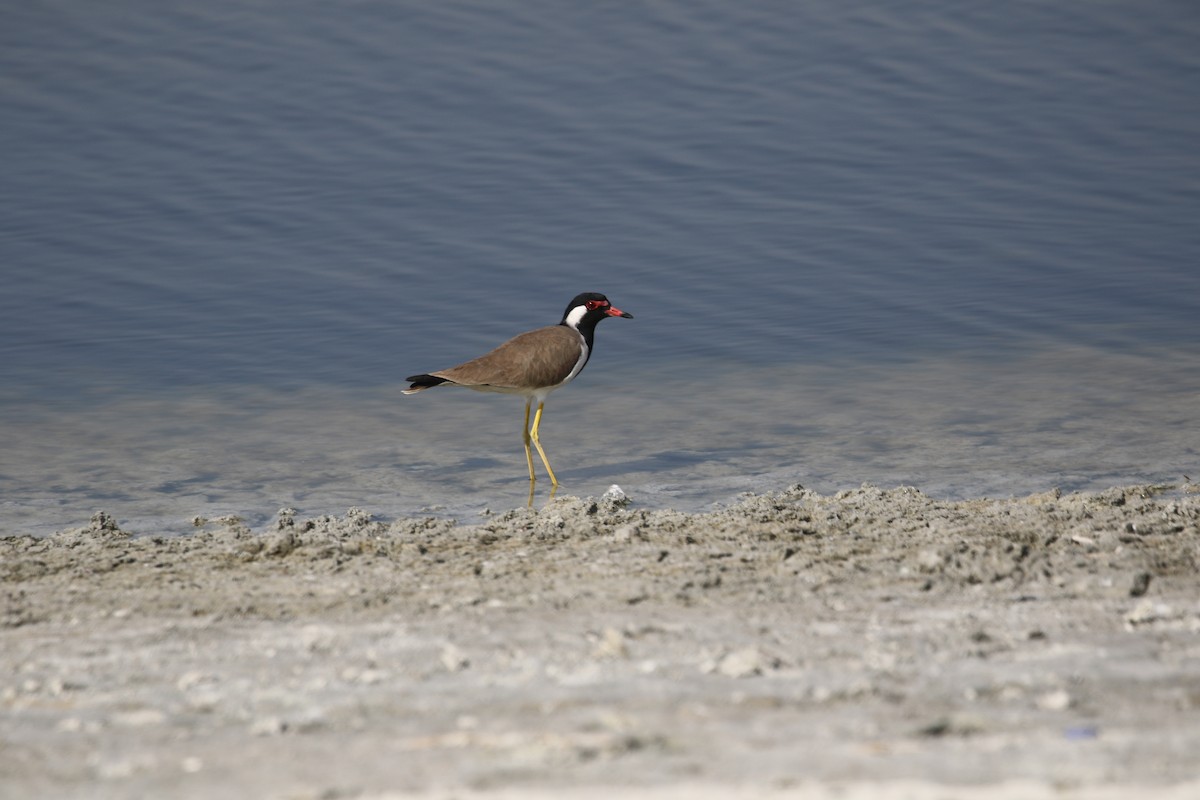 Red-wattled Lapwing - ML392635381