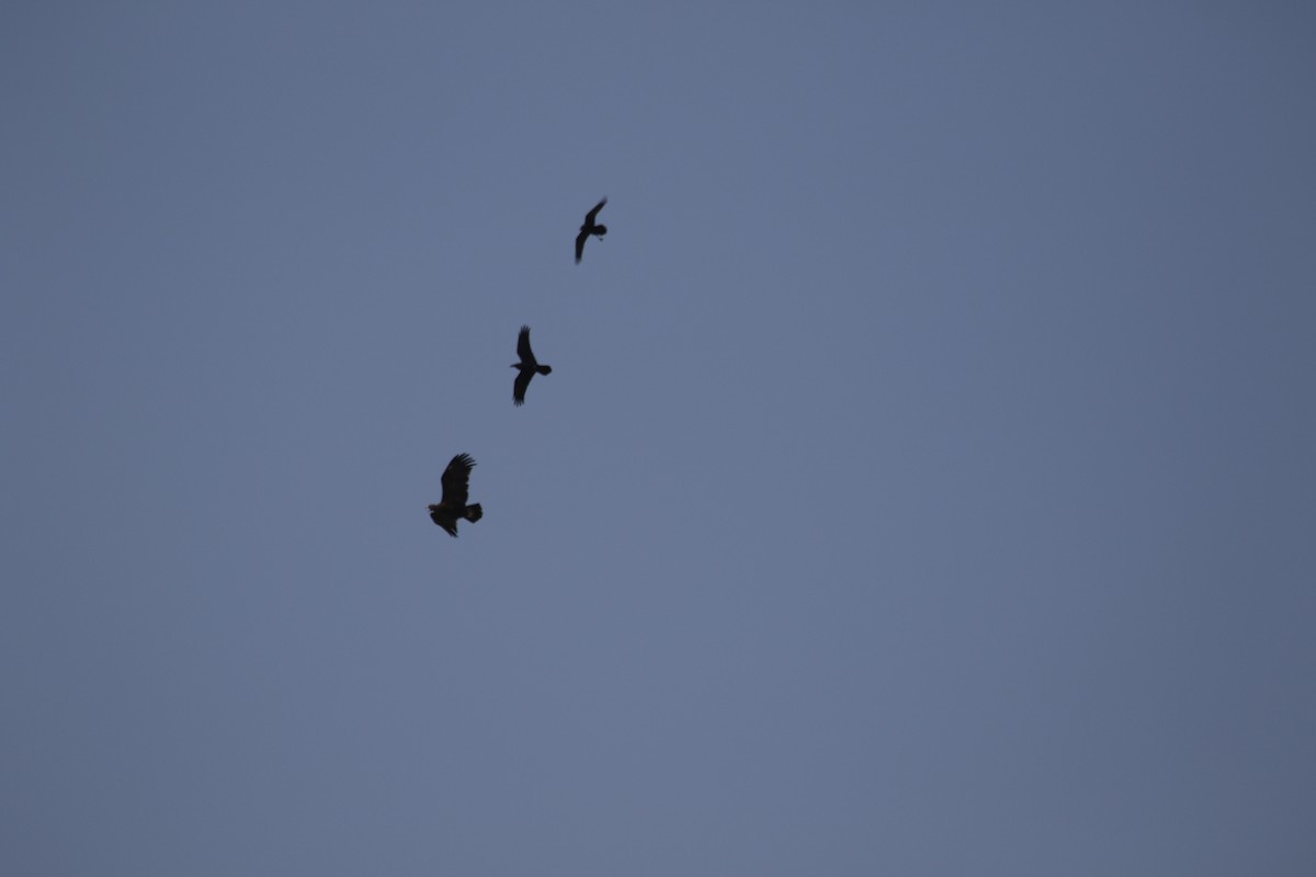 Brown-necked Raven - ML392635541