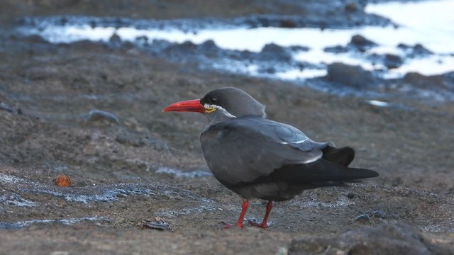 Inca Tern - ML392635631