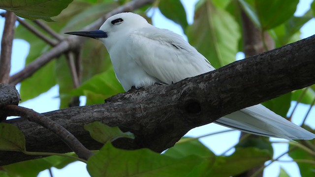 White Tern - ML392636561