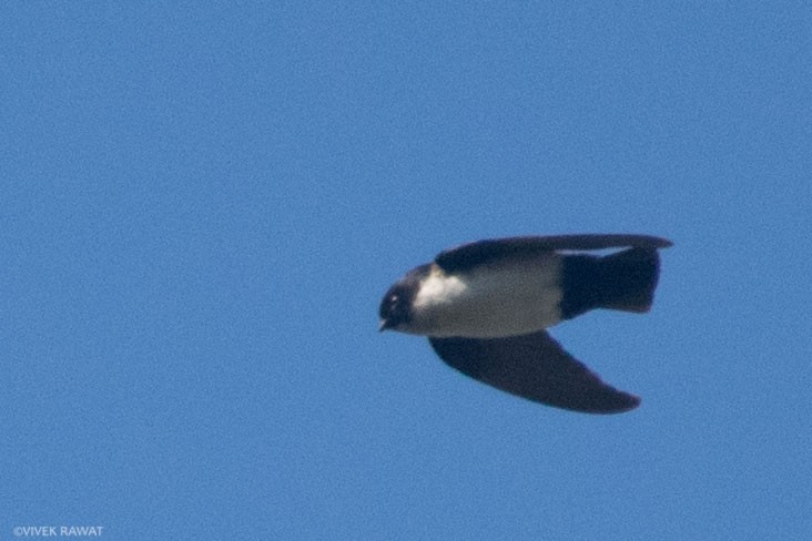 Nepal House-Martin - ML392637091