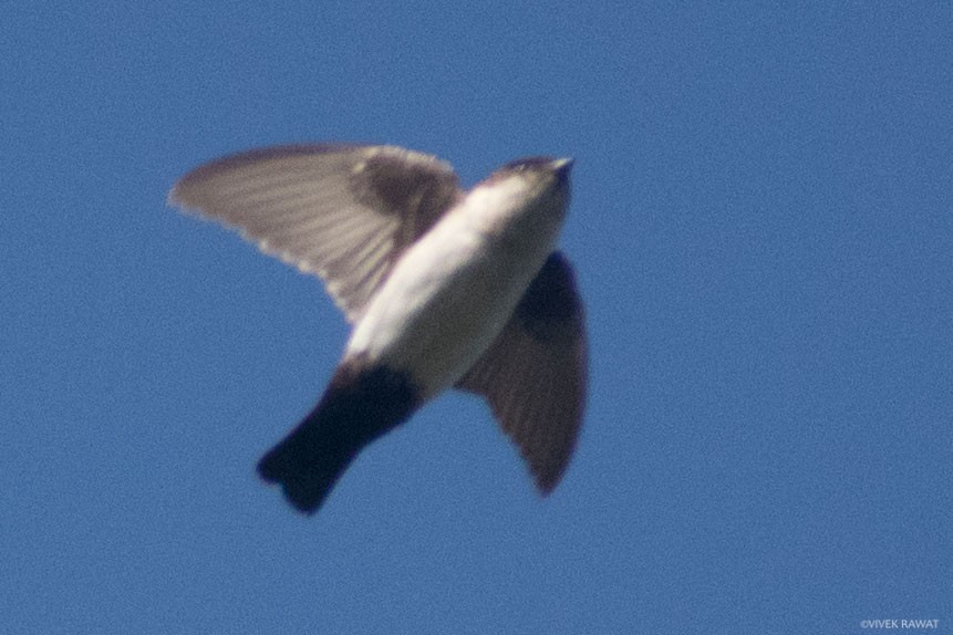 Nepal House-Martin - ML392637111