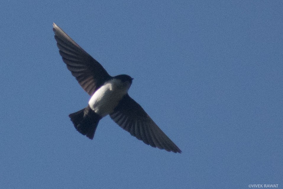 Nepal House-Martin - ML392637121