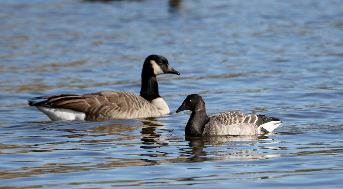 Brant (Atlantic) - Jay McGowan