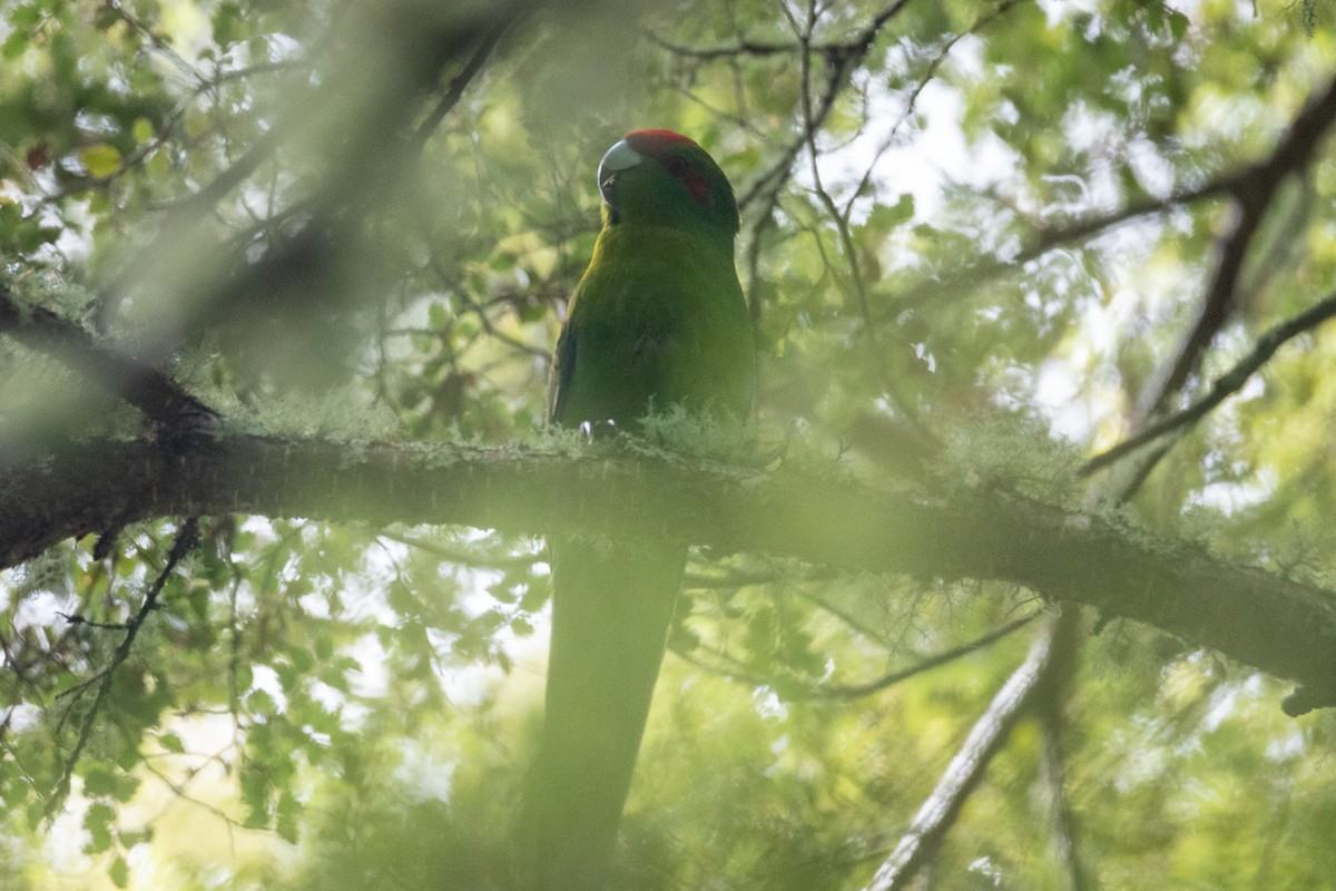 Red-crowned Parakeet - ML392638071
