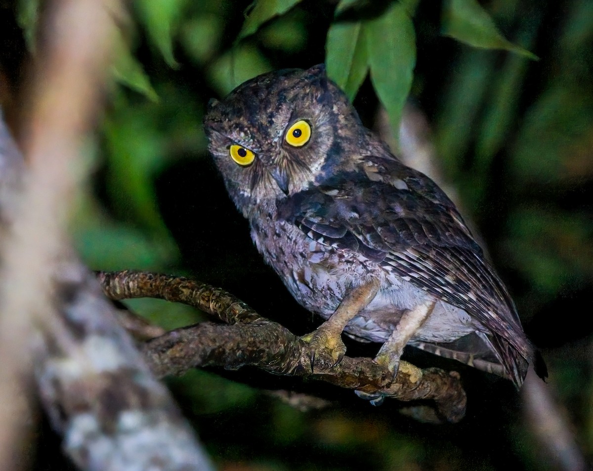 Strigiformes sp. - ML392638511