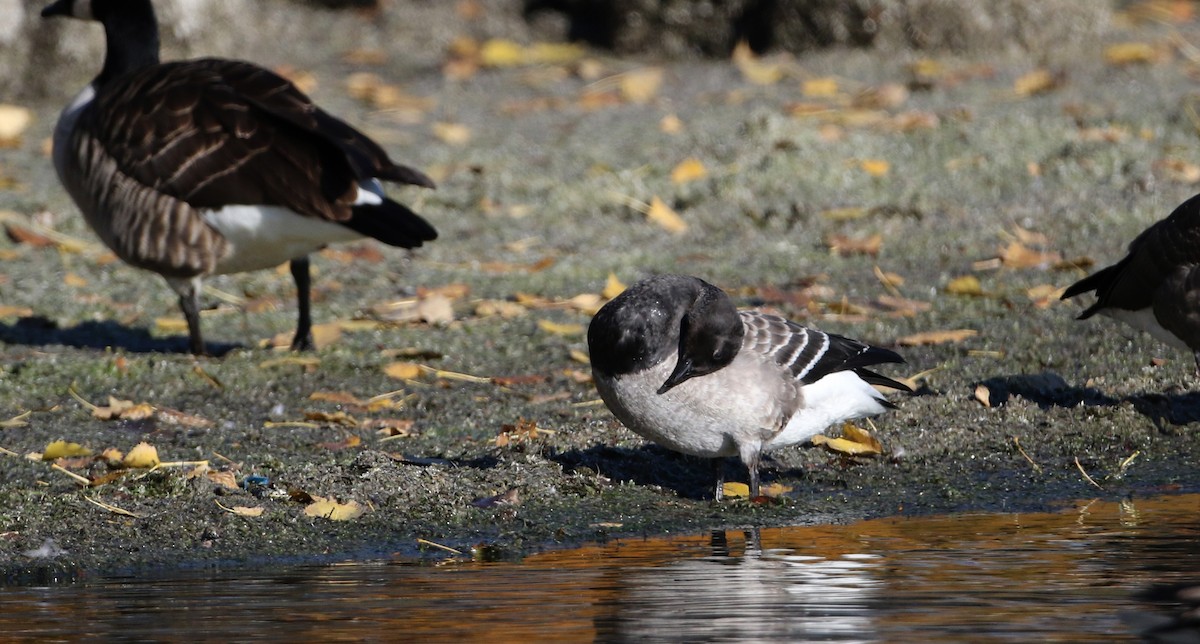 Brant (Atlantic) - Jay McGowan