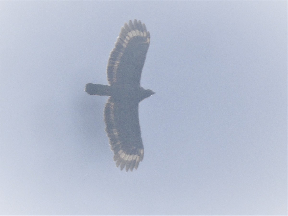 Philippine Serpent-Eagle - ML392638691