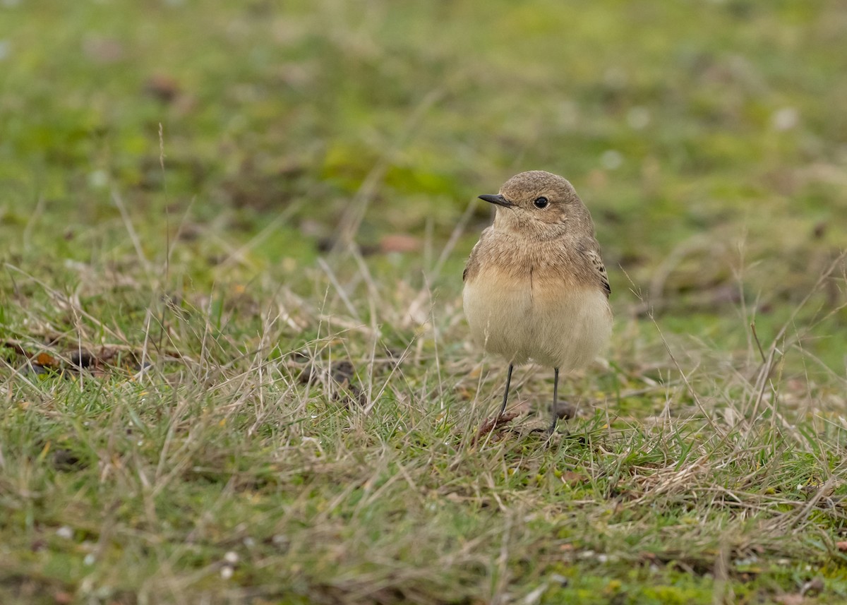 Pied Wheatear - benny cottele