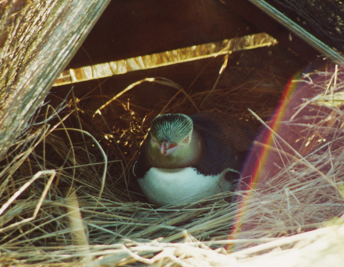 Pingüino Ojigualdo - ML392639901