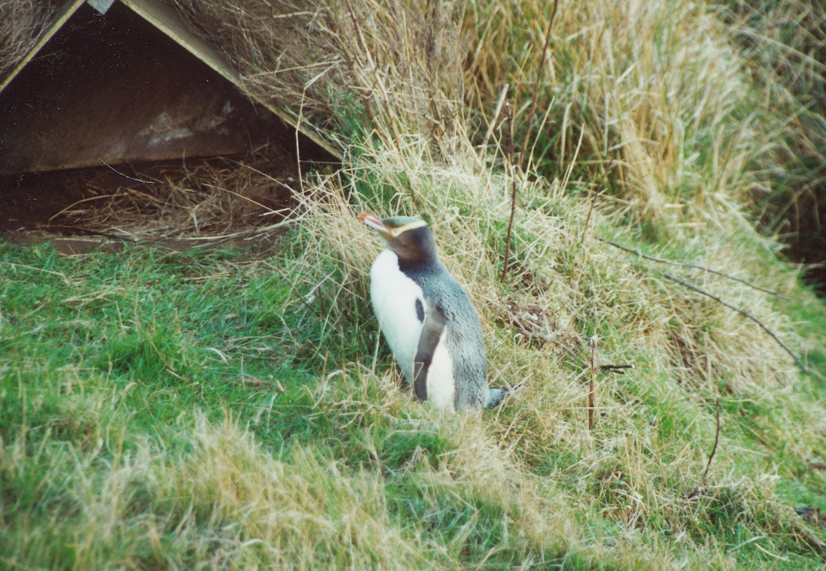 Yellow-eyed Penguin - ML392639911