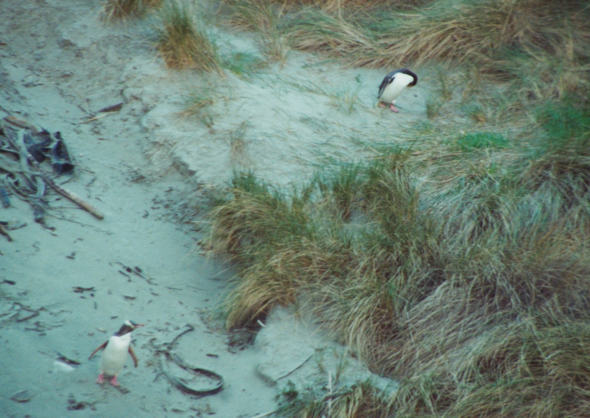 Yellow-eyed Penguin - ML392639921