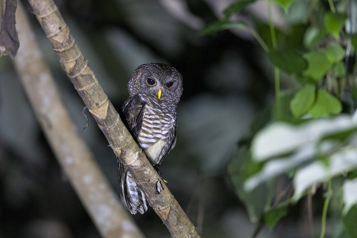 African Wood-Owl - ML392640051