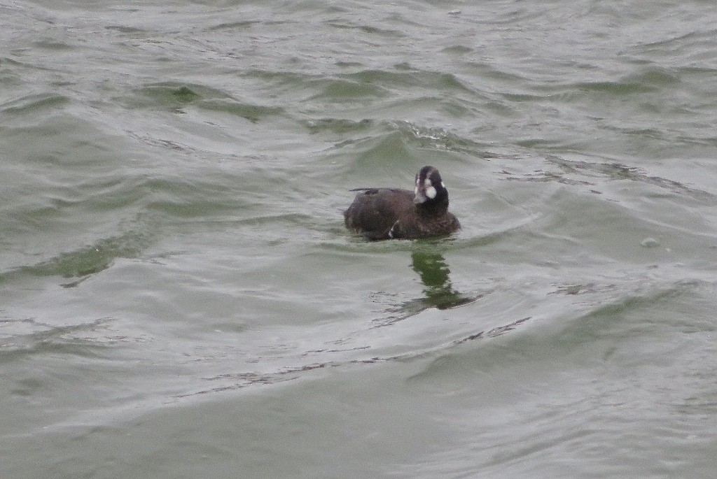 Harlequin Duck - Guy Wapple