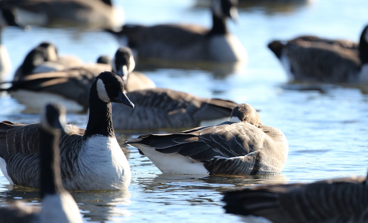 Greater White-fronted Goose (Western) - Jay McGowan