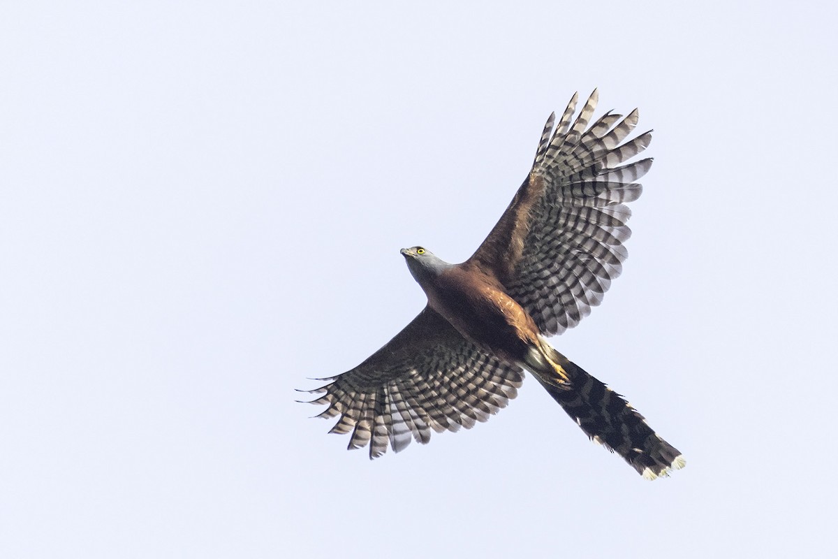 Long-tailed Hawk - Niall D Perrins