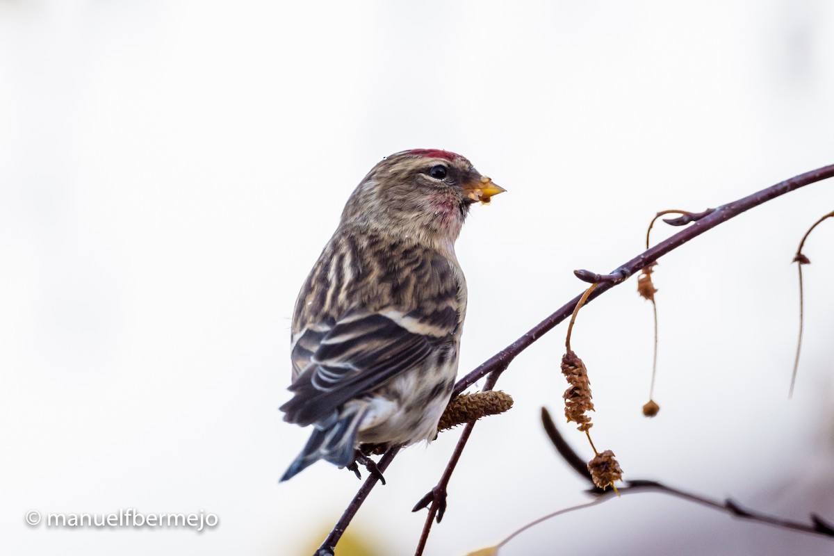 Lesser Redpoll - ML392643831