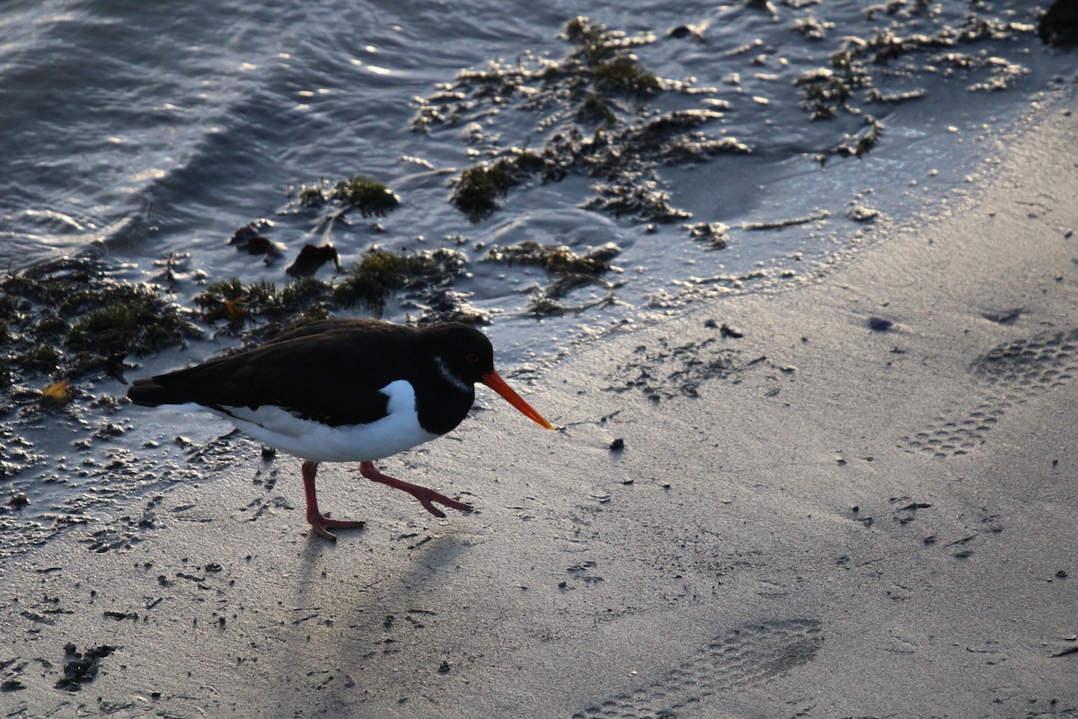 Eurasian Oystercatcher (Western) - Seán Walsh