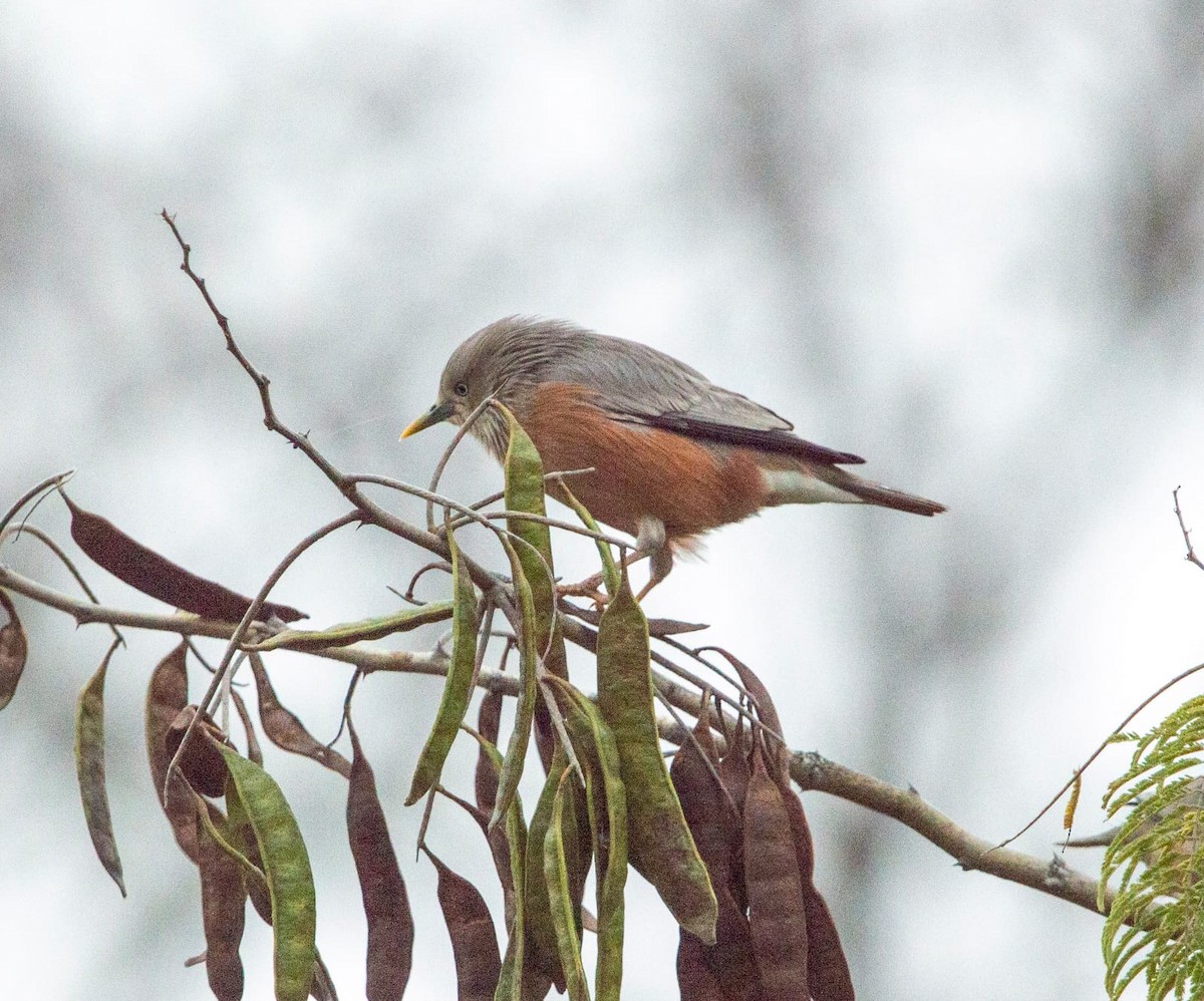 Chestnut-tailed Starling - ML392648531