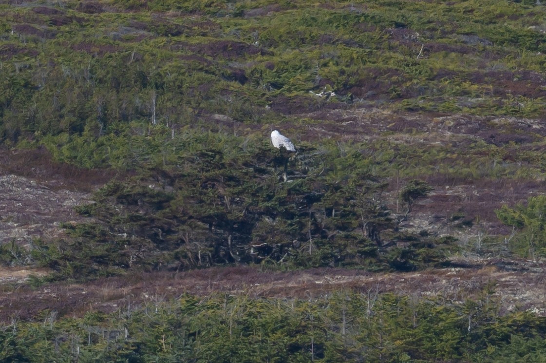 Harfang des neiges - ML392648791