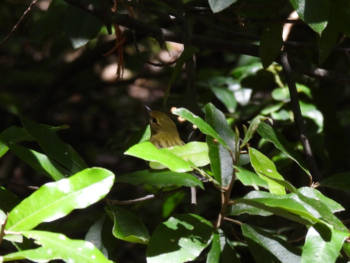 Bay-breasted Warbler - Jack Piper