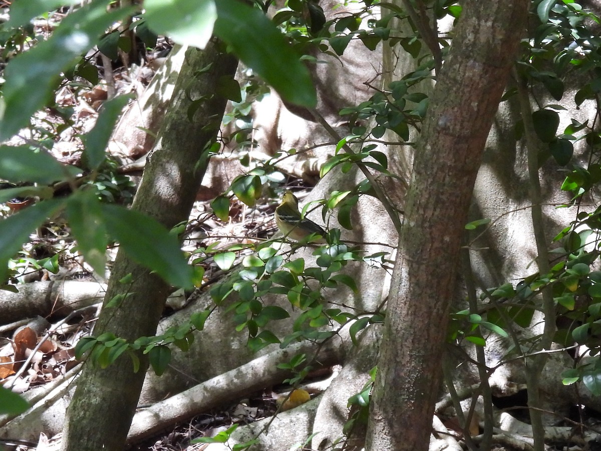 Bay-breasted Warbler - Jack Piper