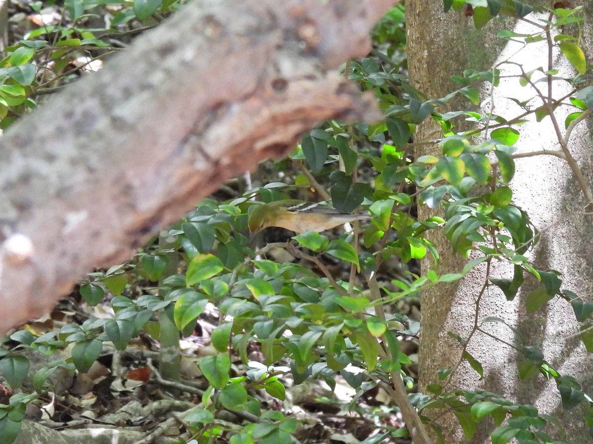 Bay-breasted Warbler - ML392649791