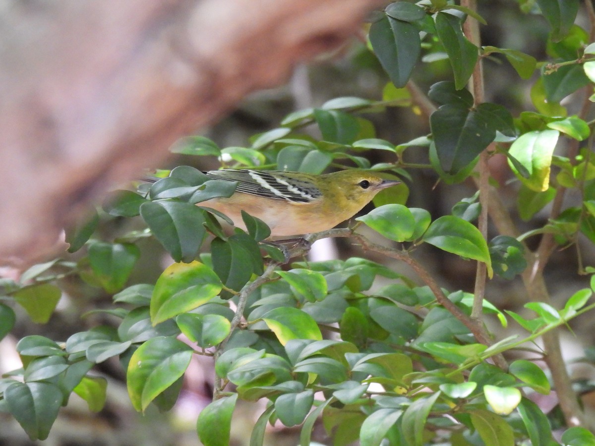 Bay-breasted Warbler - Jack Piper