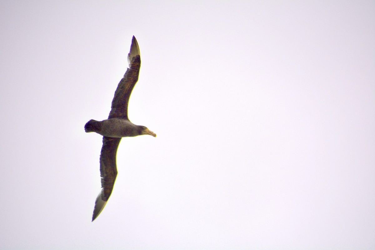 Northern Giant-Petrel - ML39265221