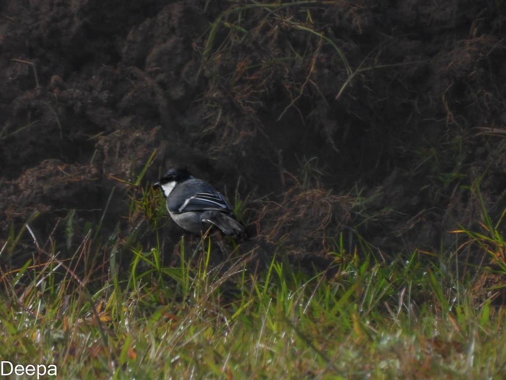 Cinereous Tit - ML392652841