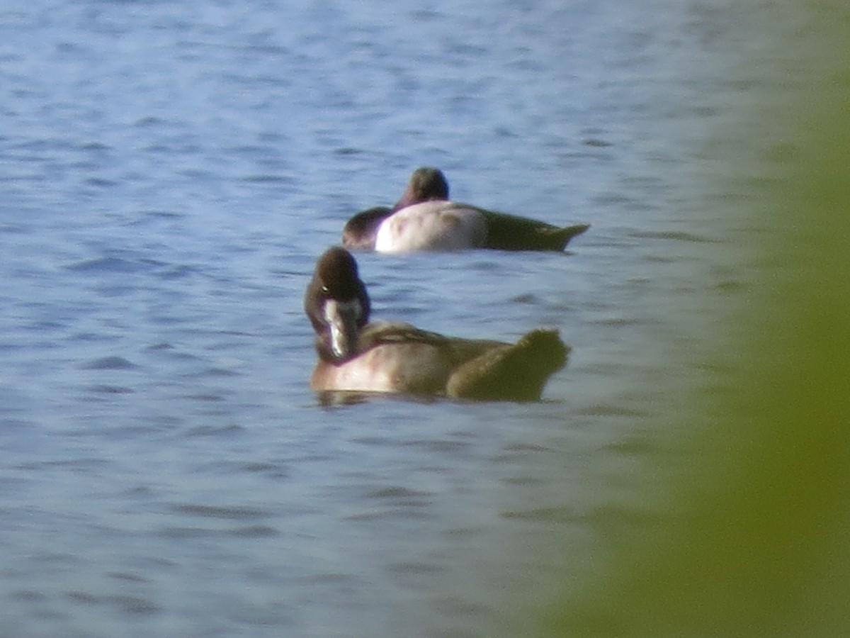 Lesser Scaup - Marcos Abel González Rabeiro