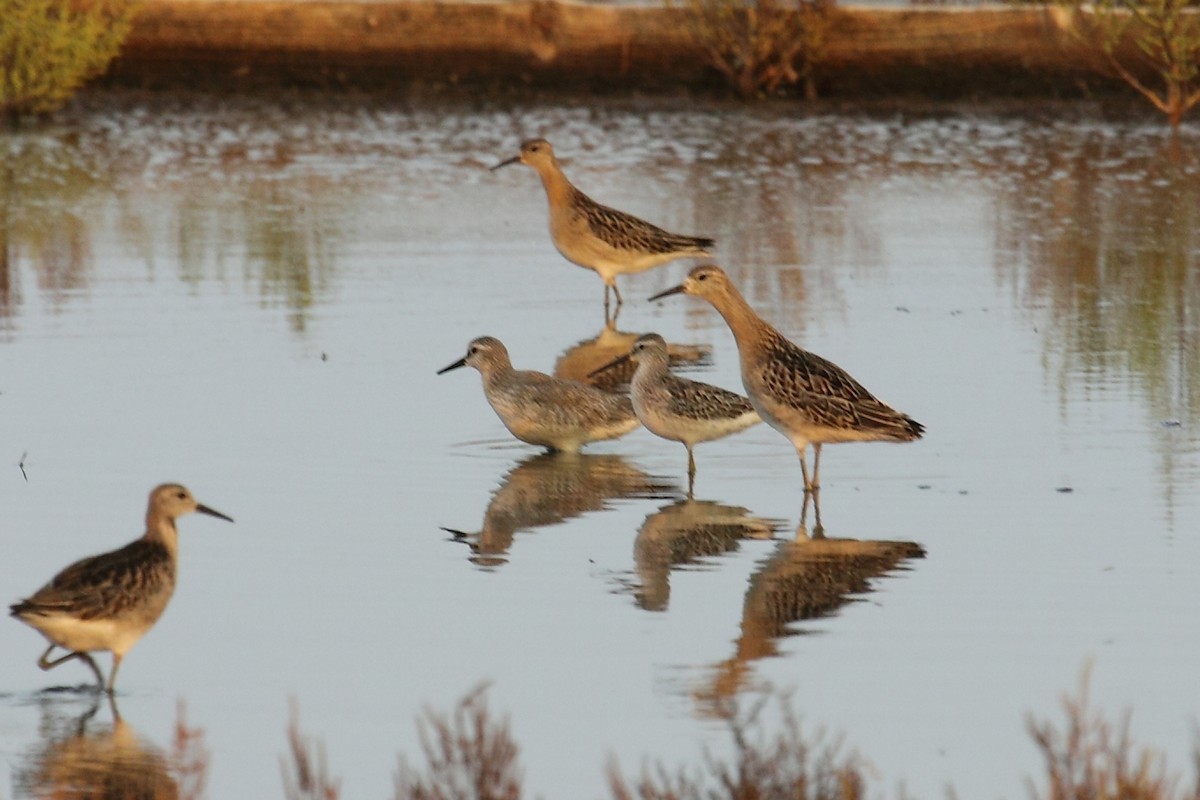 Stilt Sandpiper - António Gonçalves