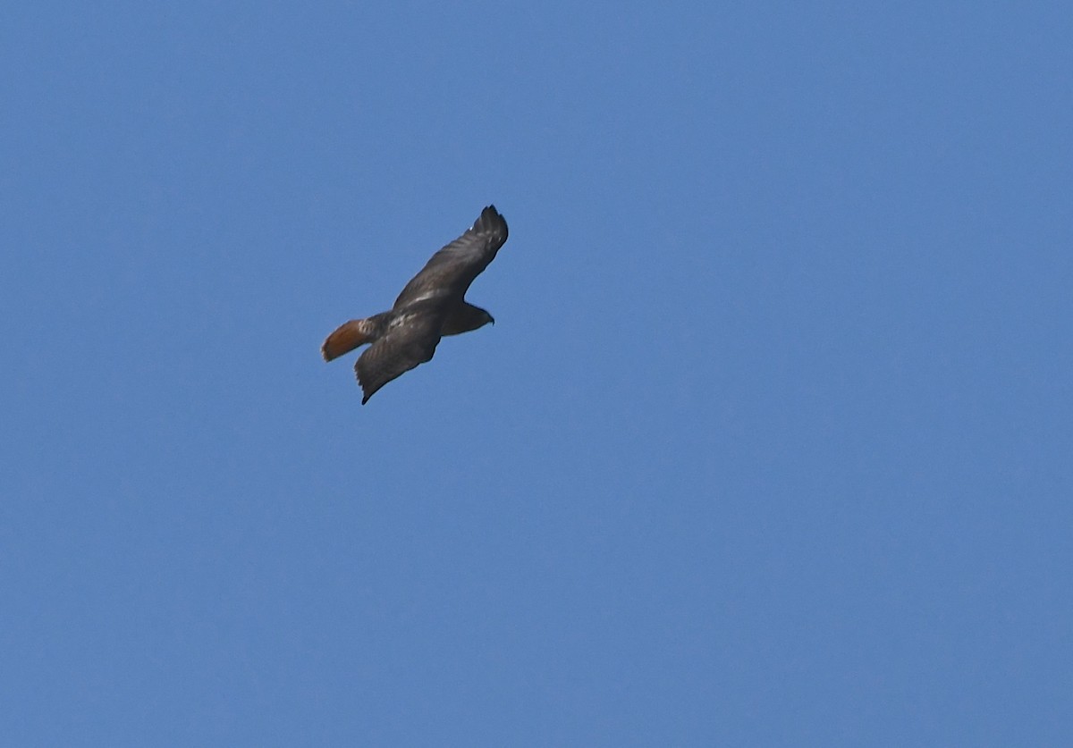 Red-tailed Hawk - ML392659751
