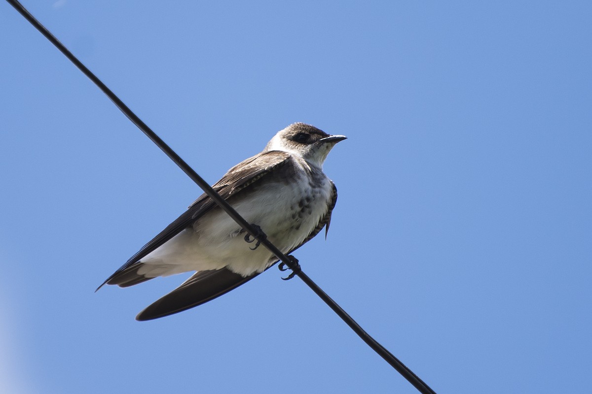 Brown-chested Martin - ML39266491