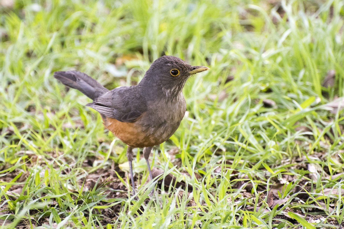 Rufous-bellied Thrush - ML39266671