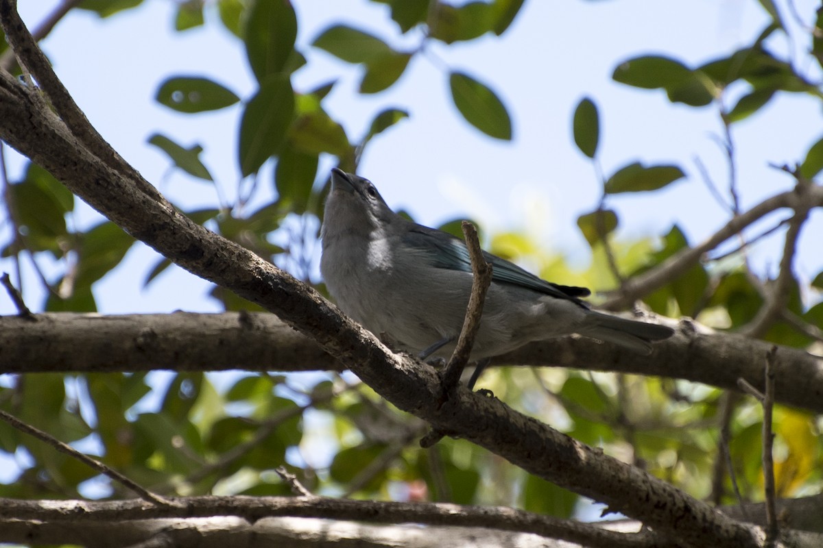 Sayaca Tanager - ML39266681