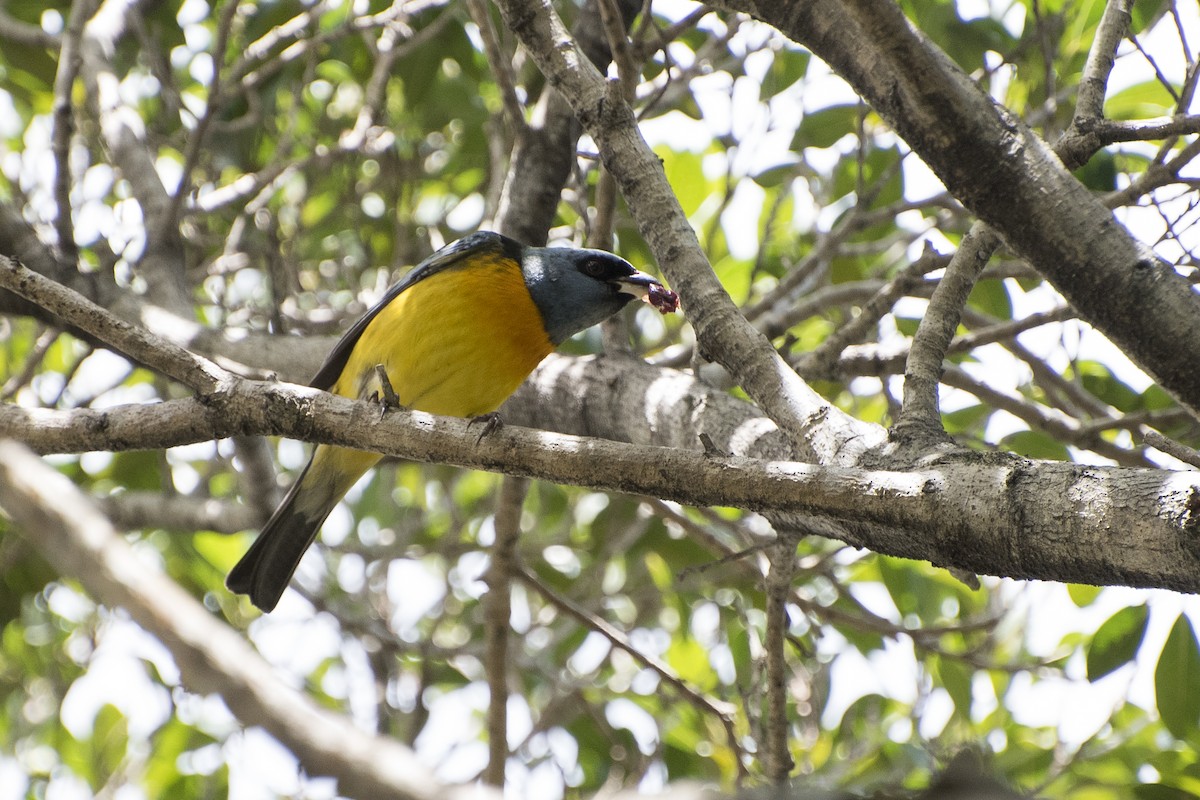 Blue-and-yellow Tanager - ML39266691