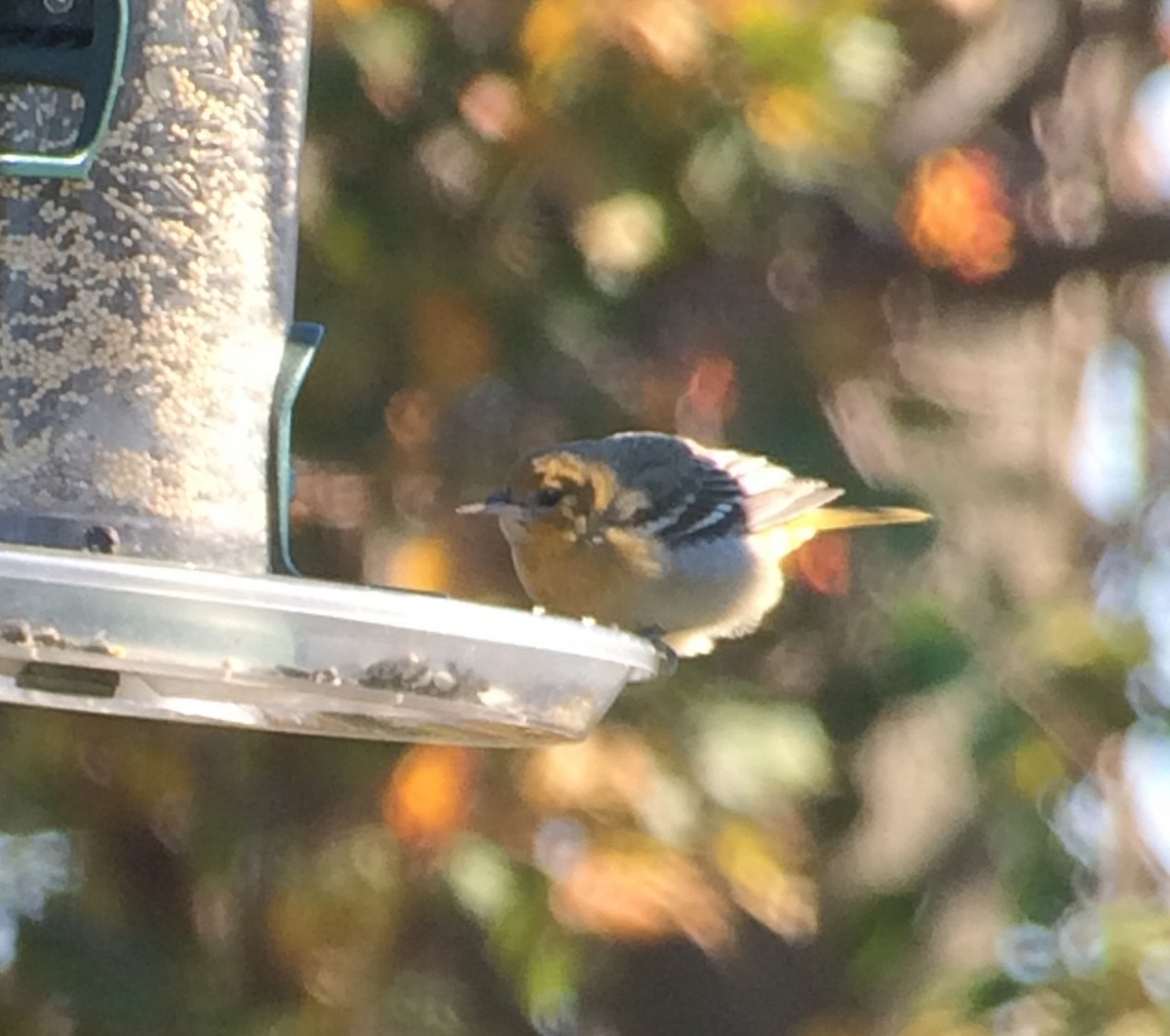 Baltimore Oriole - ML39266771