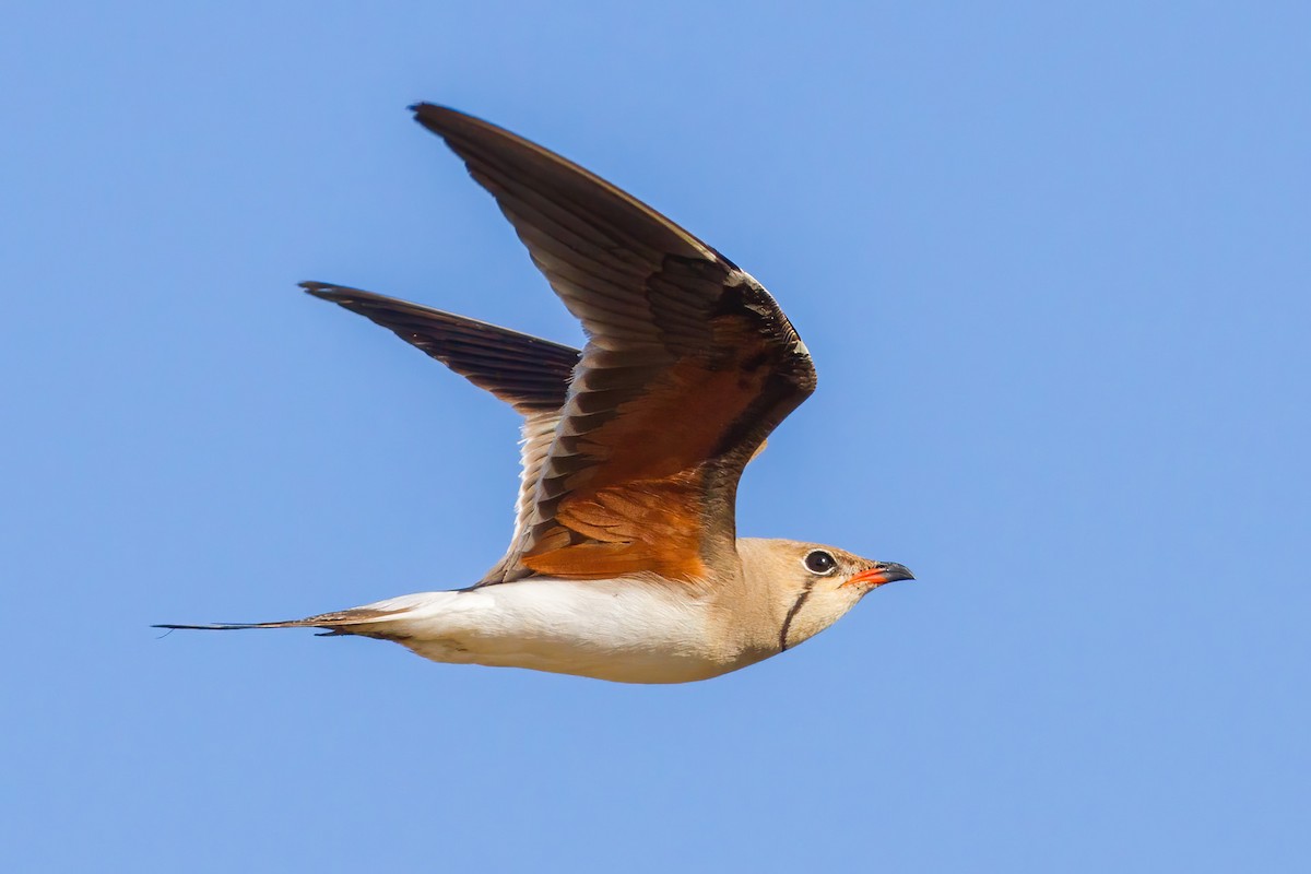 Collared Pratincole - ML392668271