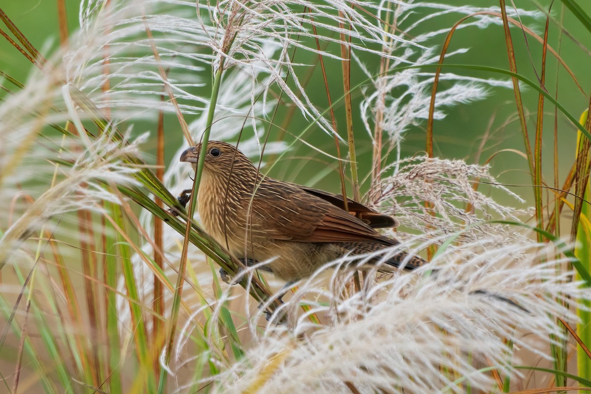 Lesser Coucal - Irving Lu