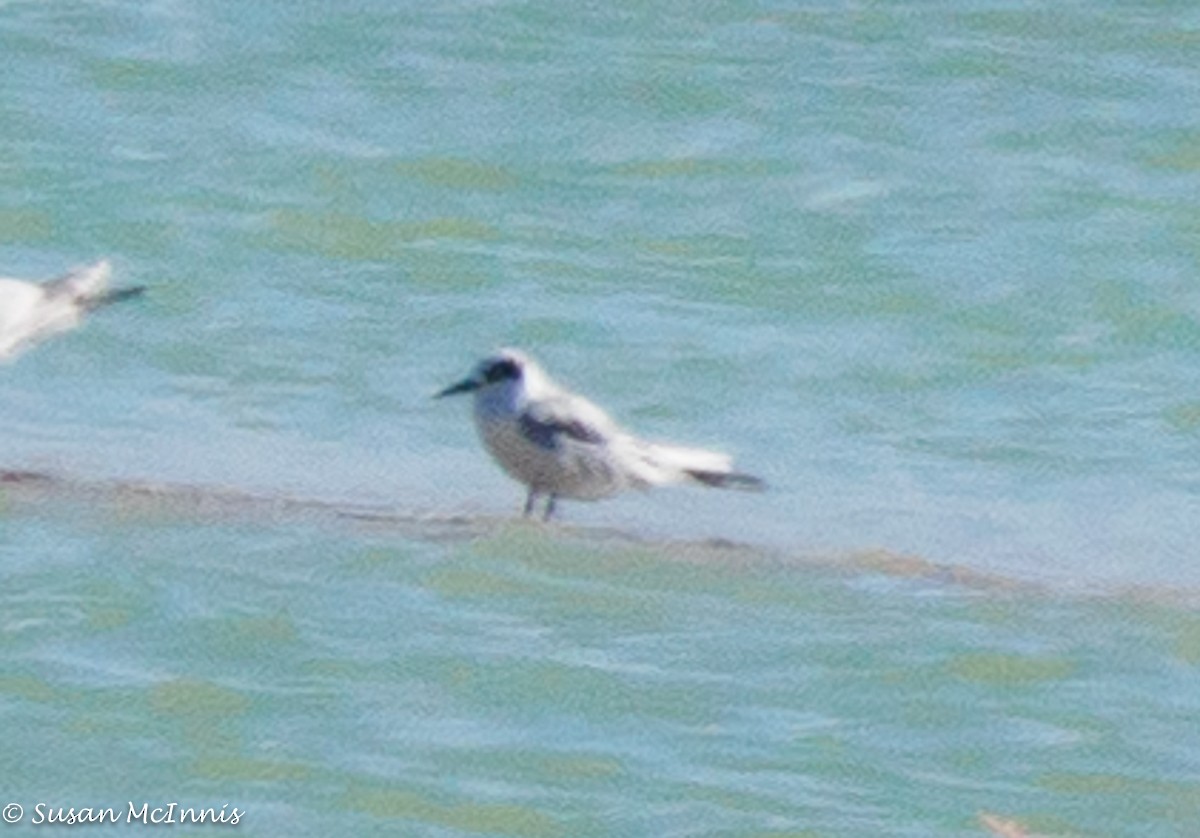 Forster's Tern - ML392671201