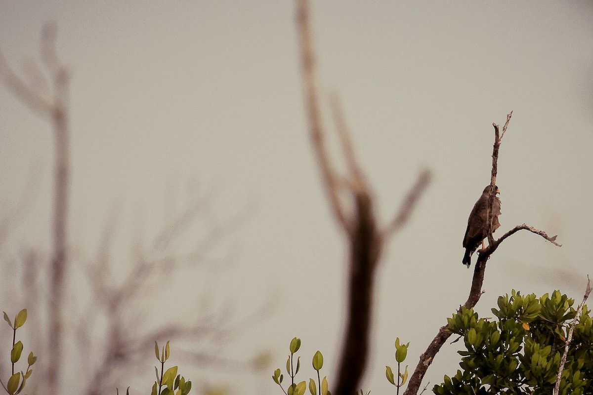 Cuban Black Hawk - ML392672361