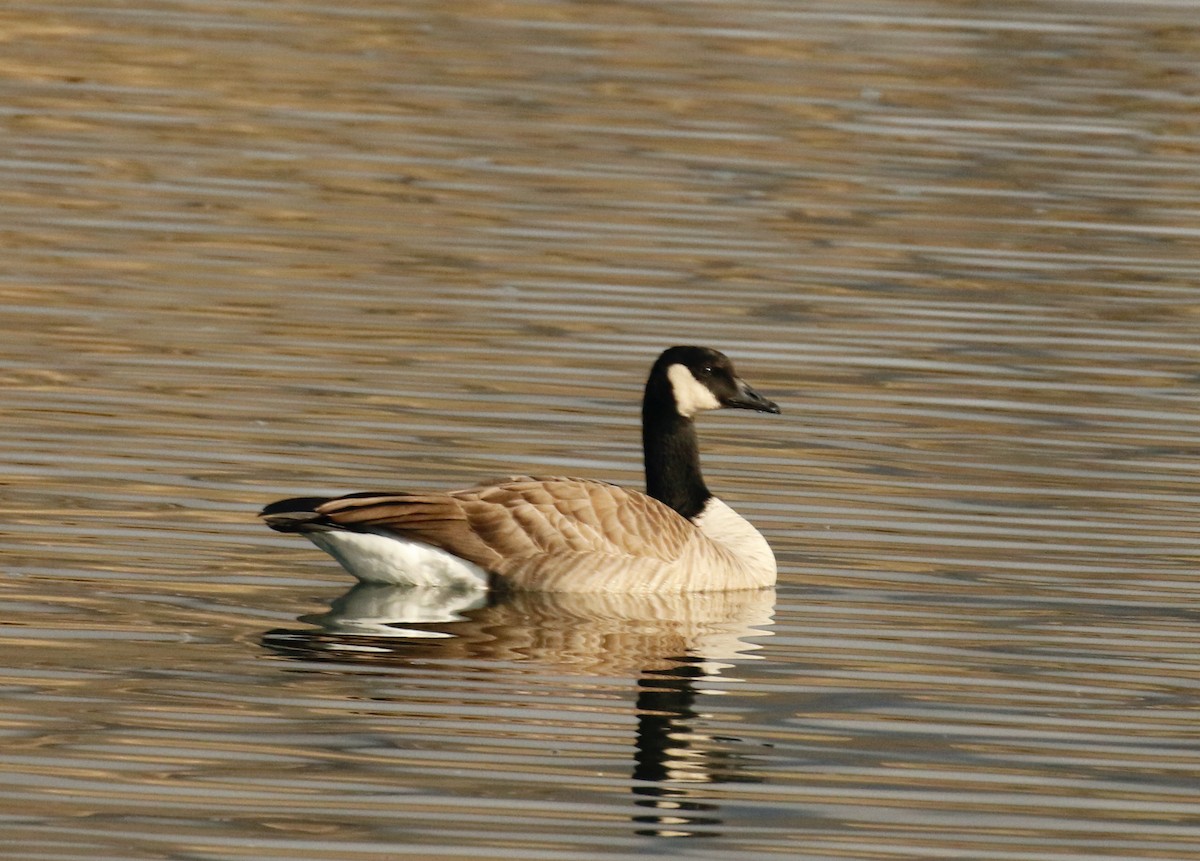 Canada Goose - ML392672961