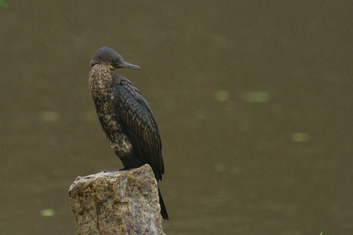 Little Cormorant - ML392673161